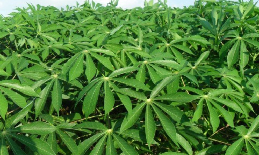 Spiritual Powers Of Cassava Leaves, And How To Use Them To Save Yourself From Evil Spirits