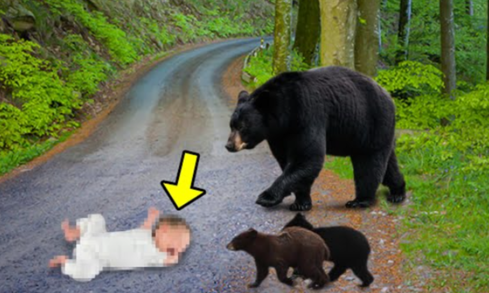The Man Threw His Son On The Road, Then a Bear Did Something Very Amazing
