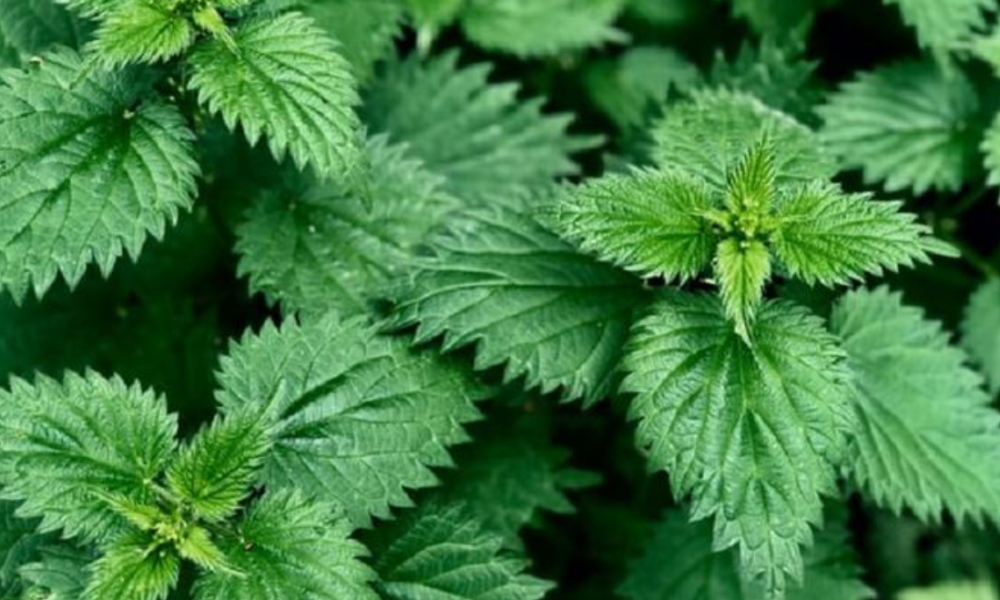 The Strong Health Benefits Of Stinging Nettle Leaves That You Need To Know About
