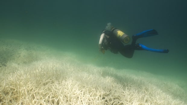 The world’s coral reefs are facing another mass bleaching event — maybe the biggest ever