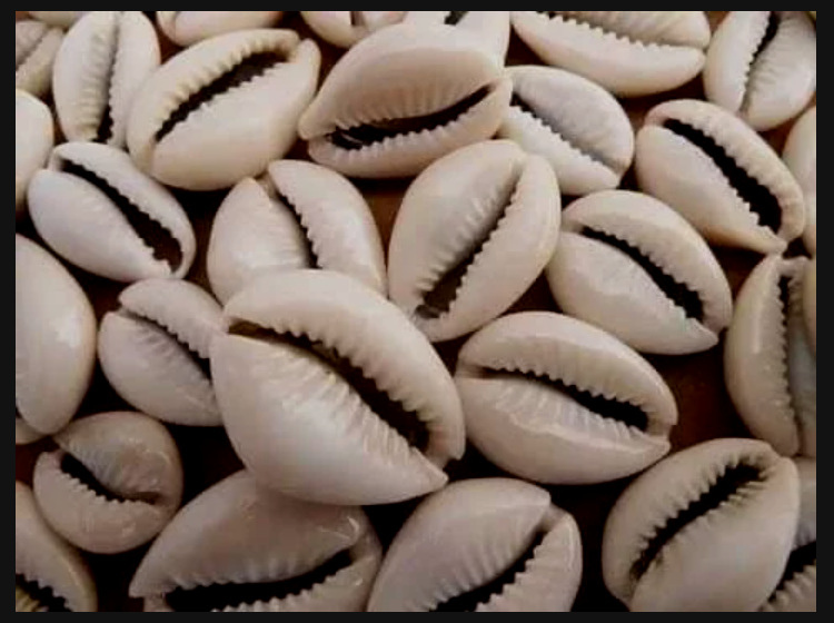 These Spiritual Secrets About Cowries Can Make You Rich Within Few Weeks