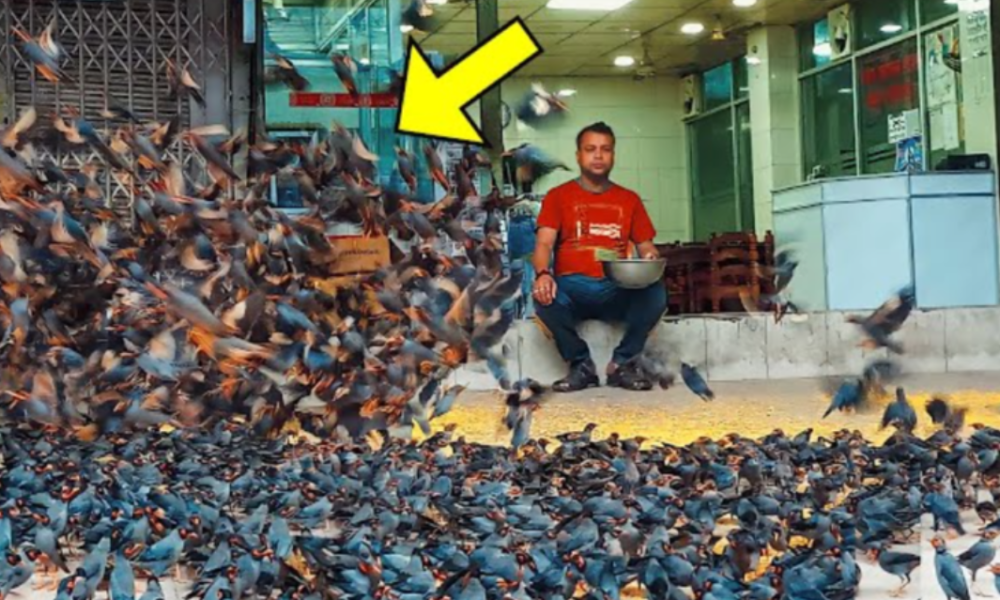 This Man Rescued 4 Birds, Then 6000 Birds Showed Up On His Roof To Repay Him In This Way