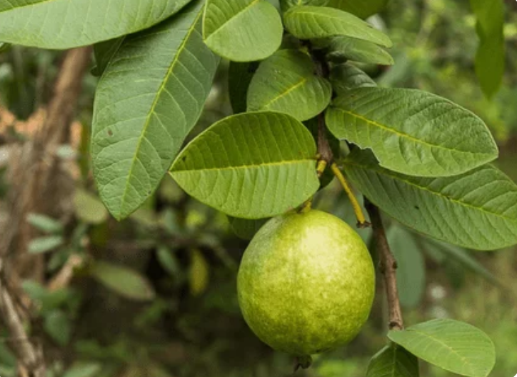 To Cure These Diseases, Soak Guava Leaves In A Cup Of Hot Water And Drink