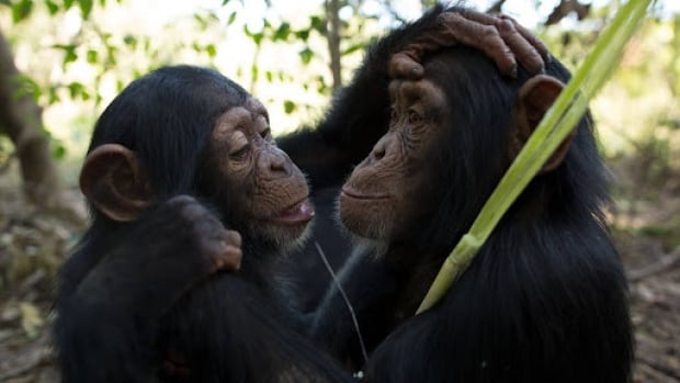 Warming climates have chimps changing behaviours — but it can only go so far