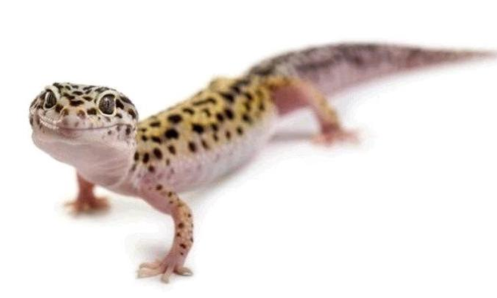 Why Removing Wall Geckos from Your Home is Important for Your Living Space