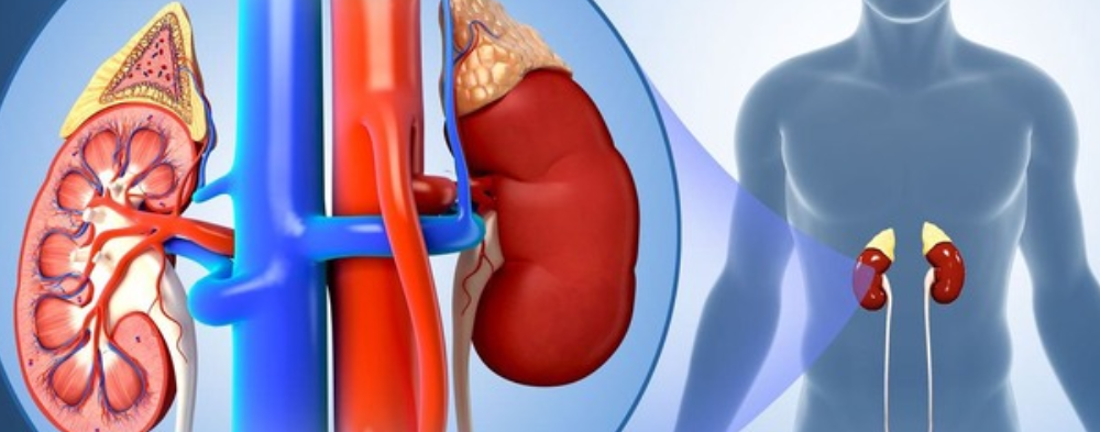 Why Should You Pay Attention To Your Kidney When You Observe These Symptoms In Your Body