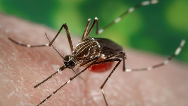Will climate change mean more mosquitoes in Atlantic Canada? N.S. researchers want to know