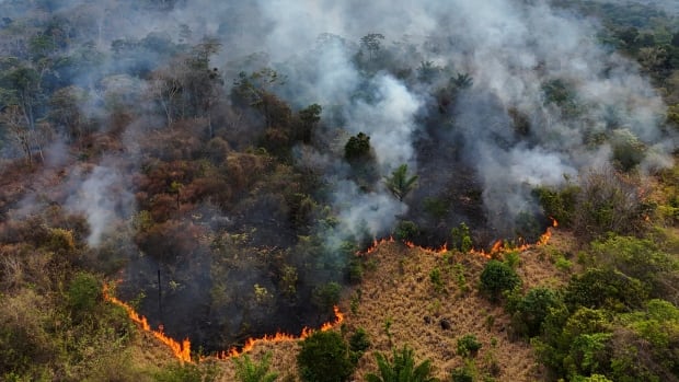 'We are losing the Amazon rainforest': Record number of wildfires in parts of Brazil