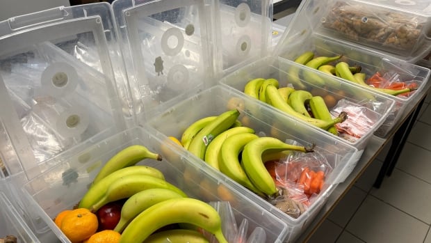 Federal government commits to creation of national school food program