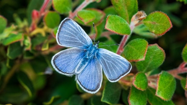Humans wiped out a native San Francisco butterfly. Now another species is filling its ‘big blue shoes’