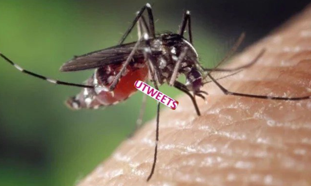 List Of Things Mosquitoes Don’t Like. Which Will Make Them Run from Bitting You
