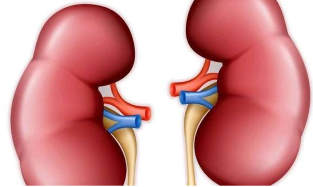5 Foods That Are Good For The Kidney