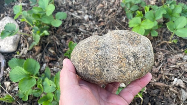 Ancient tool discovered in Saskatoon strawberry patch highlights city’s rich archaeological history
