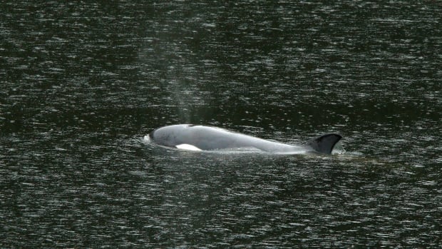 B.C. orca calf’s extended family spotted near Vancouver Island