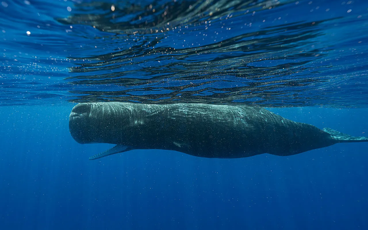 Basic building blocks of sperm whale language have been uncovered: Scientists