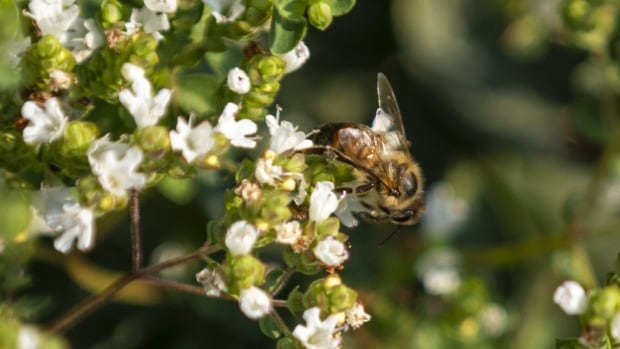 ‘Bee safe’ label on pesticides needs to be re-evaluated, University of Guelph researchers say