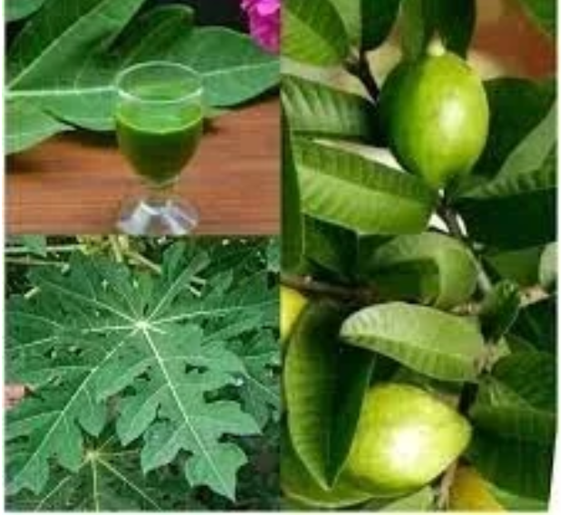 Boil Guava And Pawpaw Leaves Together, Drink Daily For A Week To Help With This Health Problems”