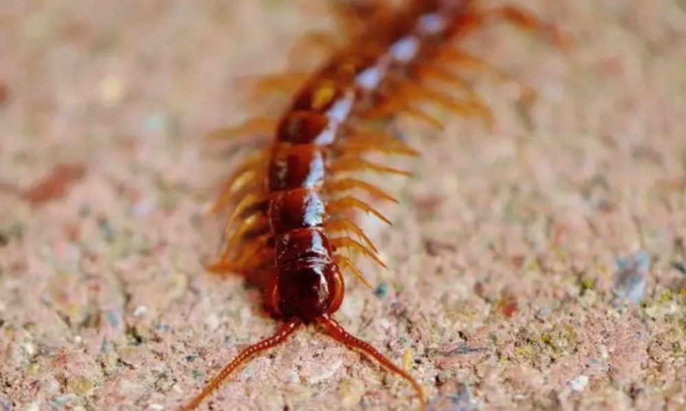 Centipedes used in traditional Chinese medicine offer leads for kidney treatment