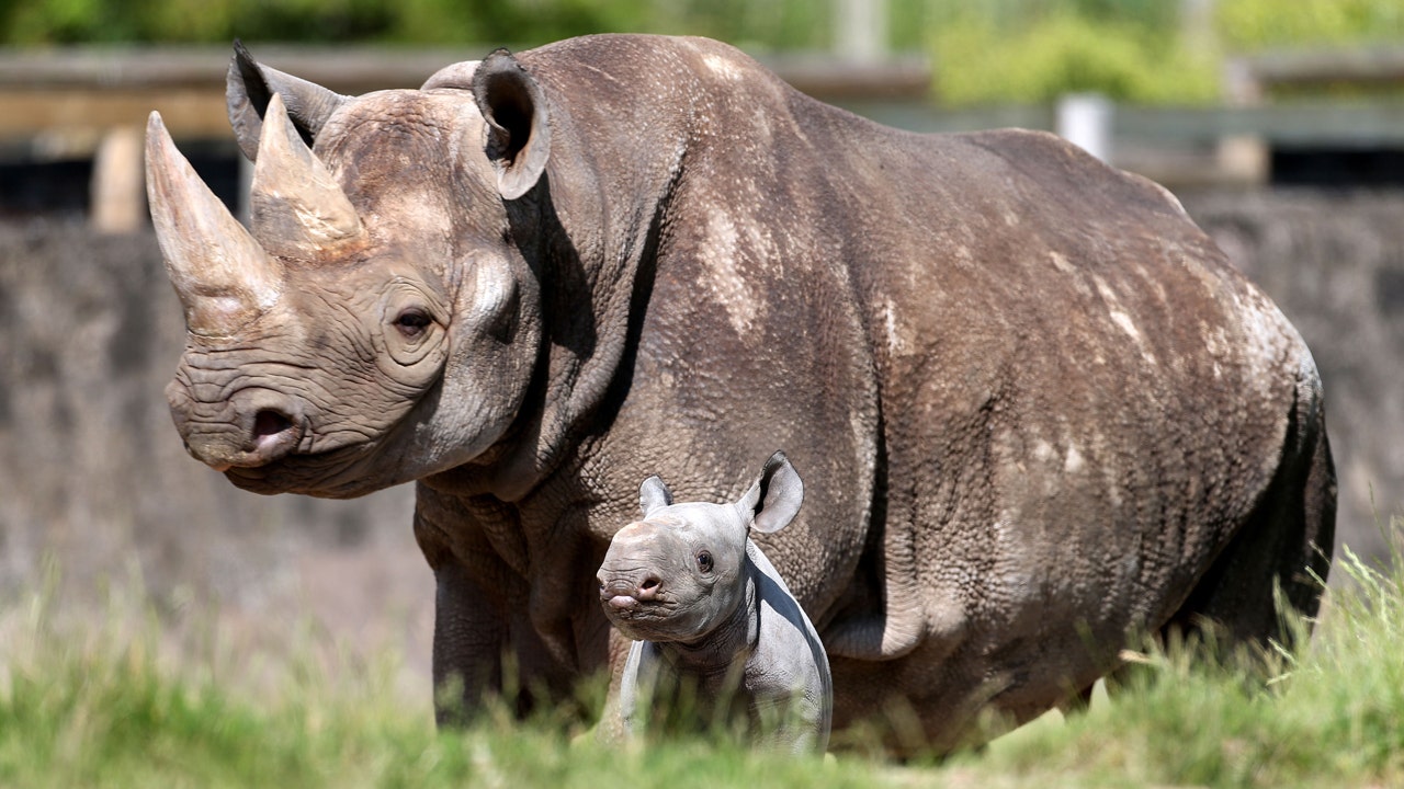 Chester Zoo upgrades heating system, beginning with rhinoceros habitat