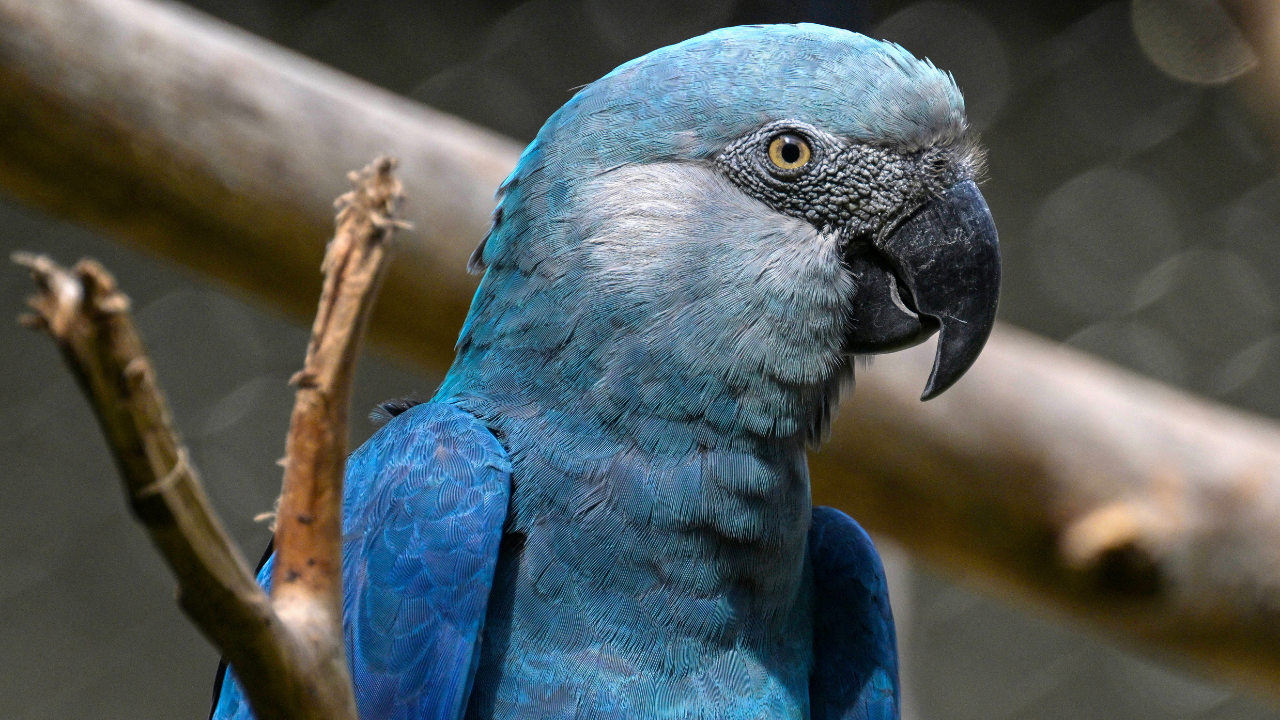 Climate change threatens Brazil’s beloved Spix’s macaw from animated ‘Rio’ films