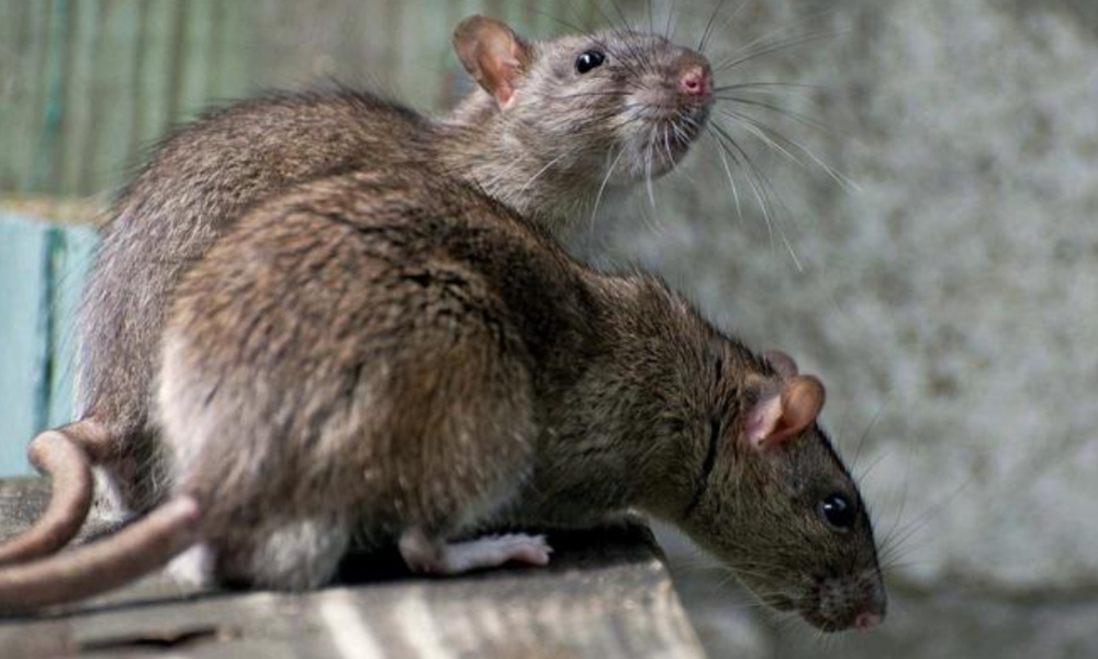 Deadly Diseases That Can Be Caused By Rats In Your House, Beware
