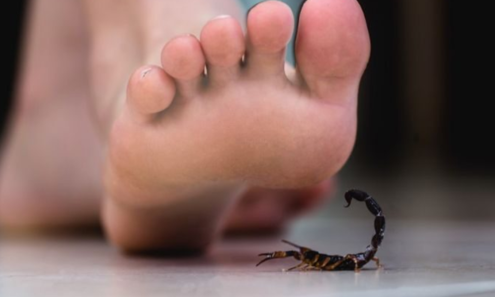 Do Not Panic: If A Scorpion Stings You At Home Do This To Get The Poison Out And Save Your Life