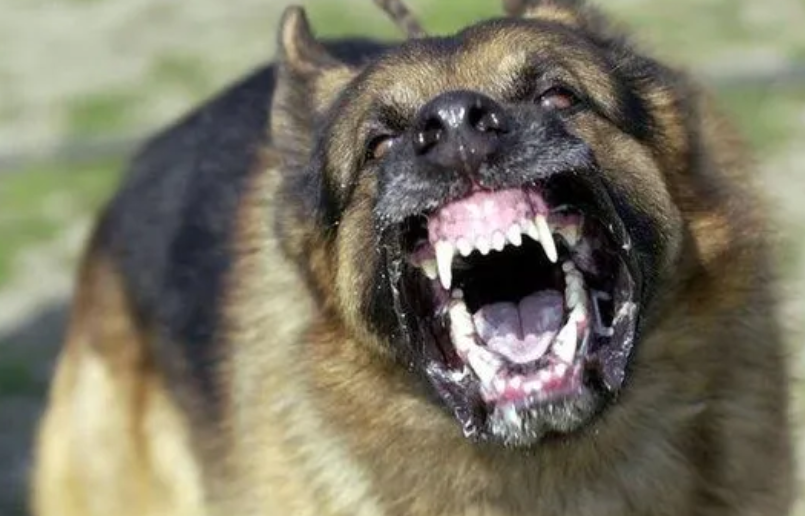 Four Things You Should Do Right Away If A Dog Barks At You To Save Yourself