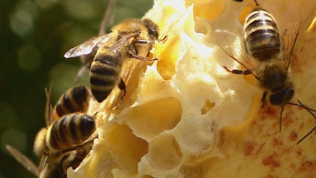 Honeybees invaded a reporter’s home, and upended everything she thought she knew about them