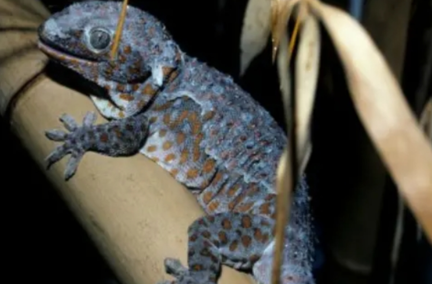 If You Always See Wall Geckos In Your Houses, Here Is What It Means