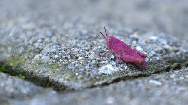 Meet Bubbles, a rare pink grasshopper now living in a London family’s home