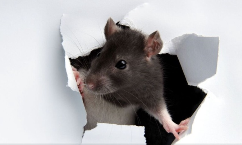 Rats will ‘keep out of your home for good’ when they smell one natural item they ‘despise’