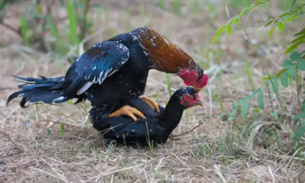 Reasons Why Roosters Faint And Eventually Die After Mating