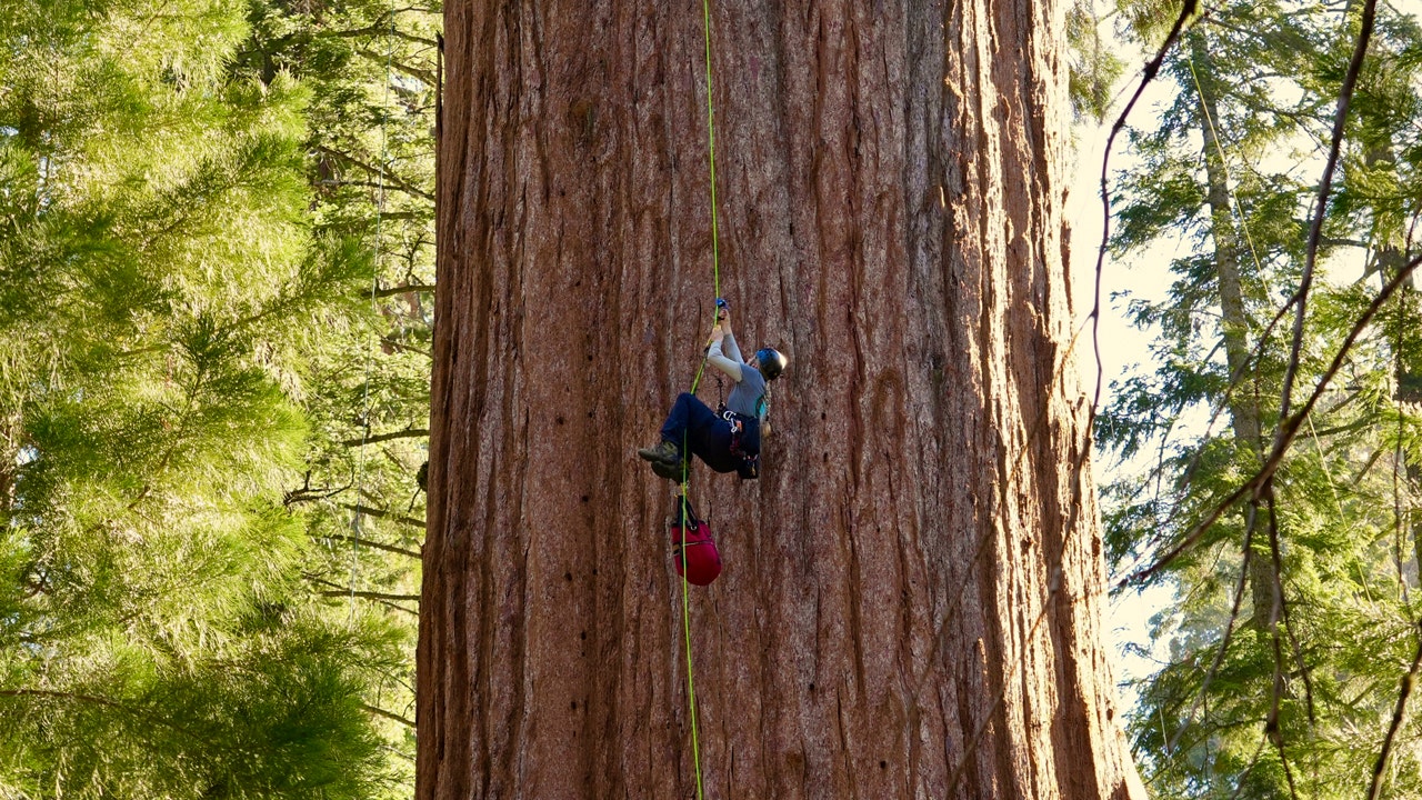 Researchers scale General Sherman, world's largest tree, in search of new threat to sequoias