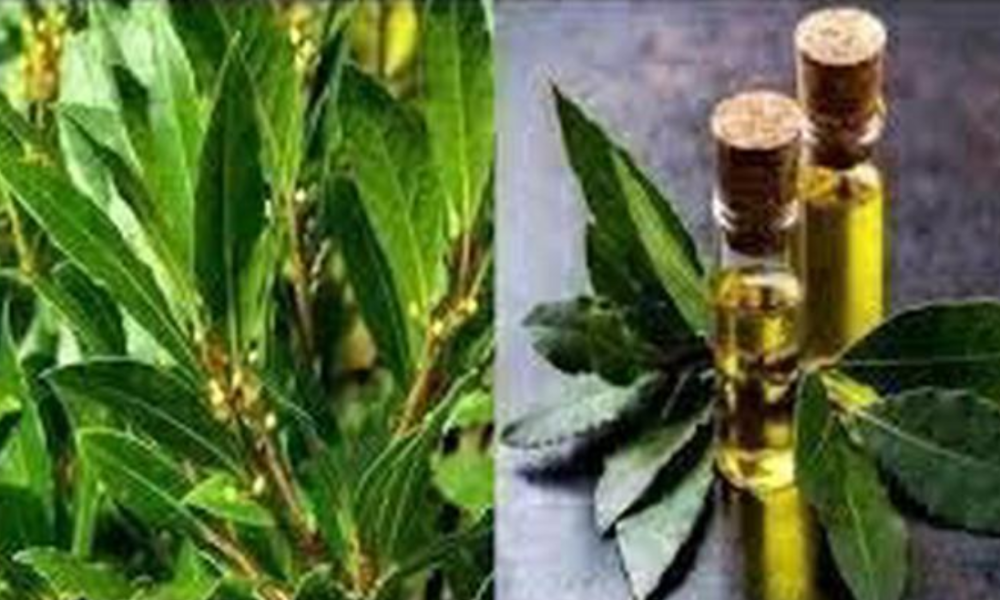 Say Goodbye to Varicose Veins, Joint Pain, Memory Loss, and Headaches with This Plant