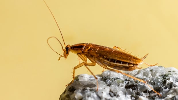 The world's most common cockroach is 'a monster of our own creation,' study finds
