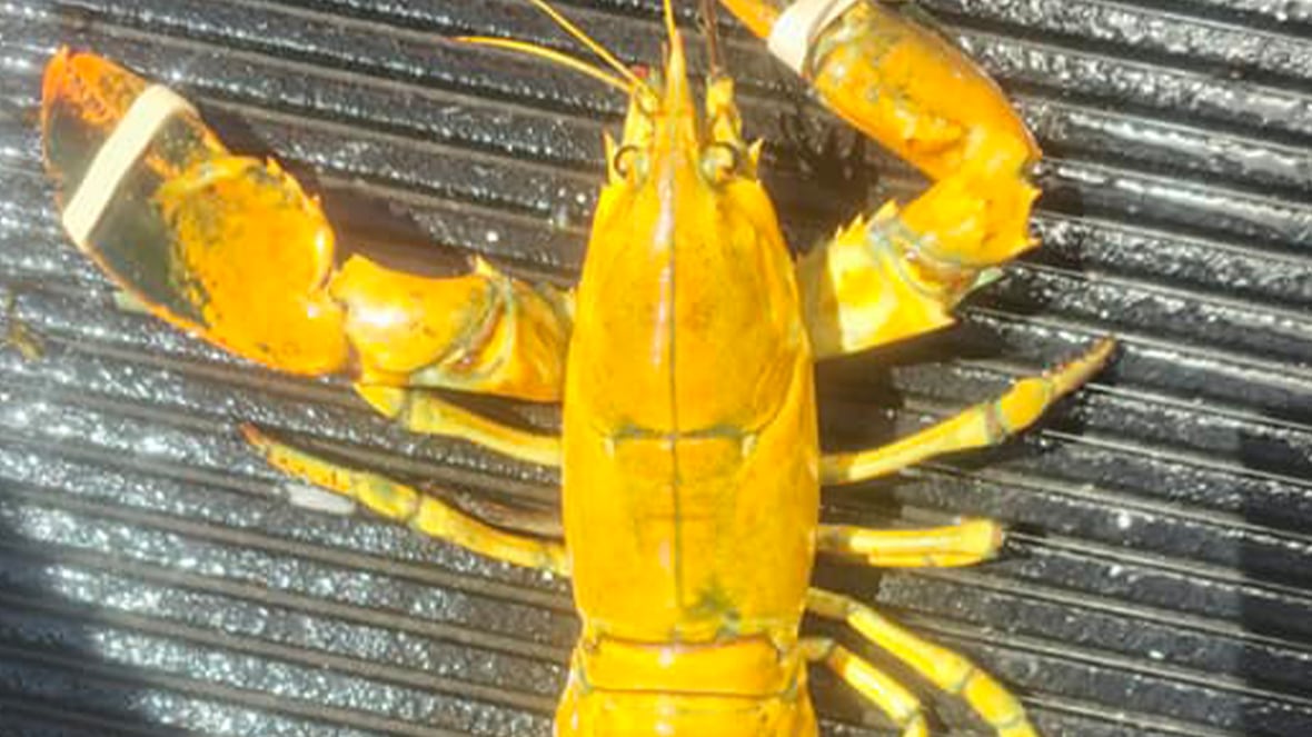 #TheMoment Nova Scotia fishers found a rare yellow lobster