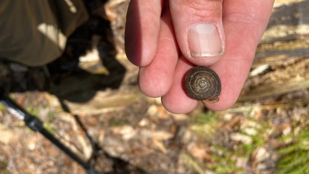 These endangered snails were thought to have disappeared from most of Canada — until now