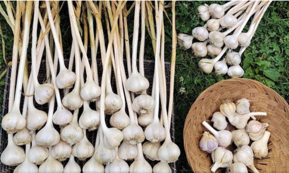 Top 10 Ways To Grow Garlic At Home