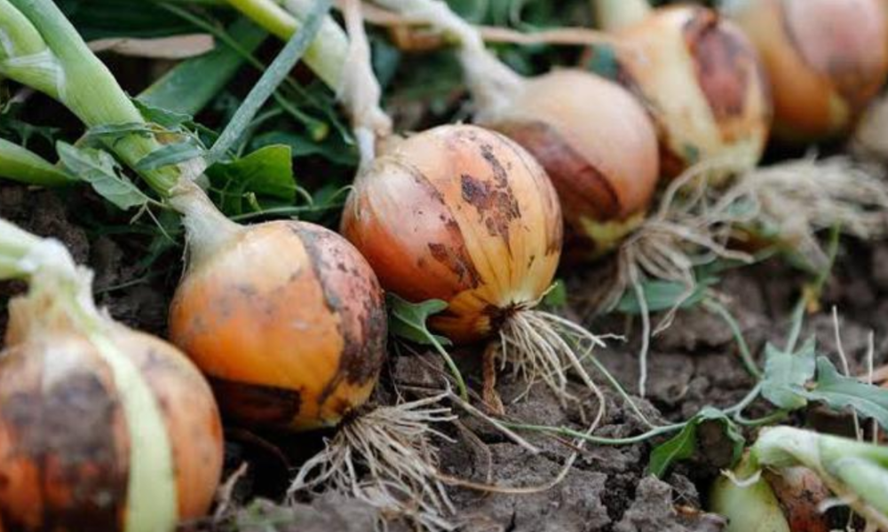 Top 10 Ways To Grow Onion At Home