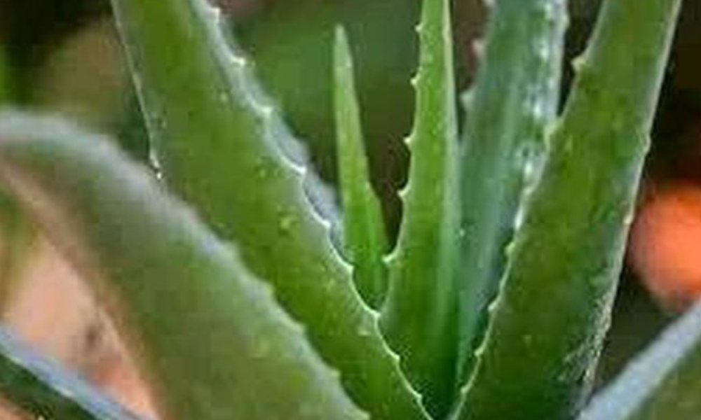 Use Aloe Vera To Protect You From These Dangerous Conditions.