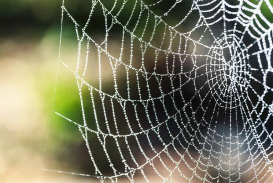 What smells do spiders hate? How to keep them out your home