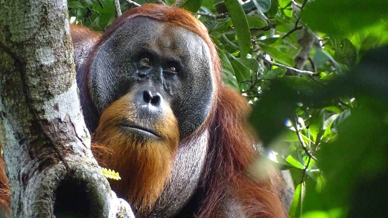Wild orangutan in Indonesia appears to use medicinal plants to disinfect wound: 'Likely self-medication'