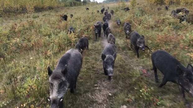 Wild ‘superpigs’ from Canada could soon invade some U.S. states, study suggests