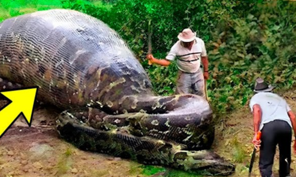 Workers find giant snake! You won’t believe what was inside it