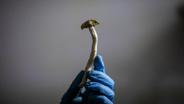 Health Canada must reconsider man’s bid to use magic mushrooms for cluster headaches, Federal Court rules