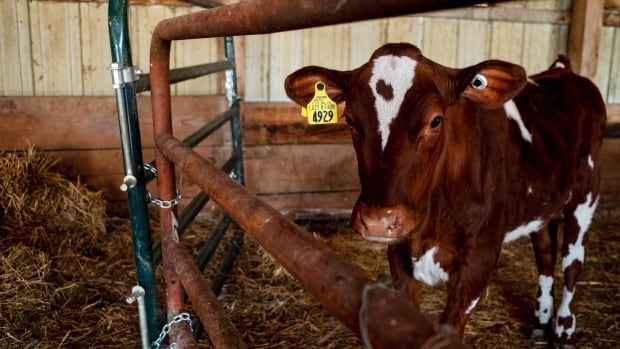 2nd person working with cows in Michigan got bird flu, health officials say