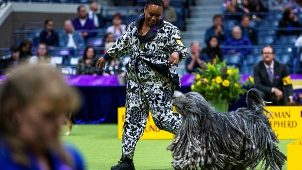 Miniature poodle Sage wins best in show at Westminster Kennel Club dog show