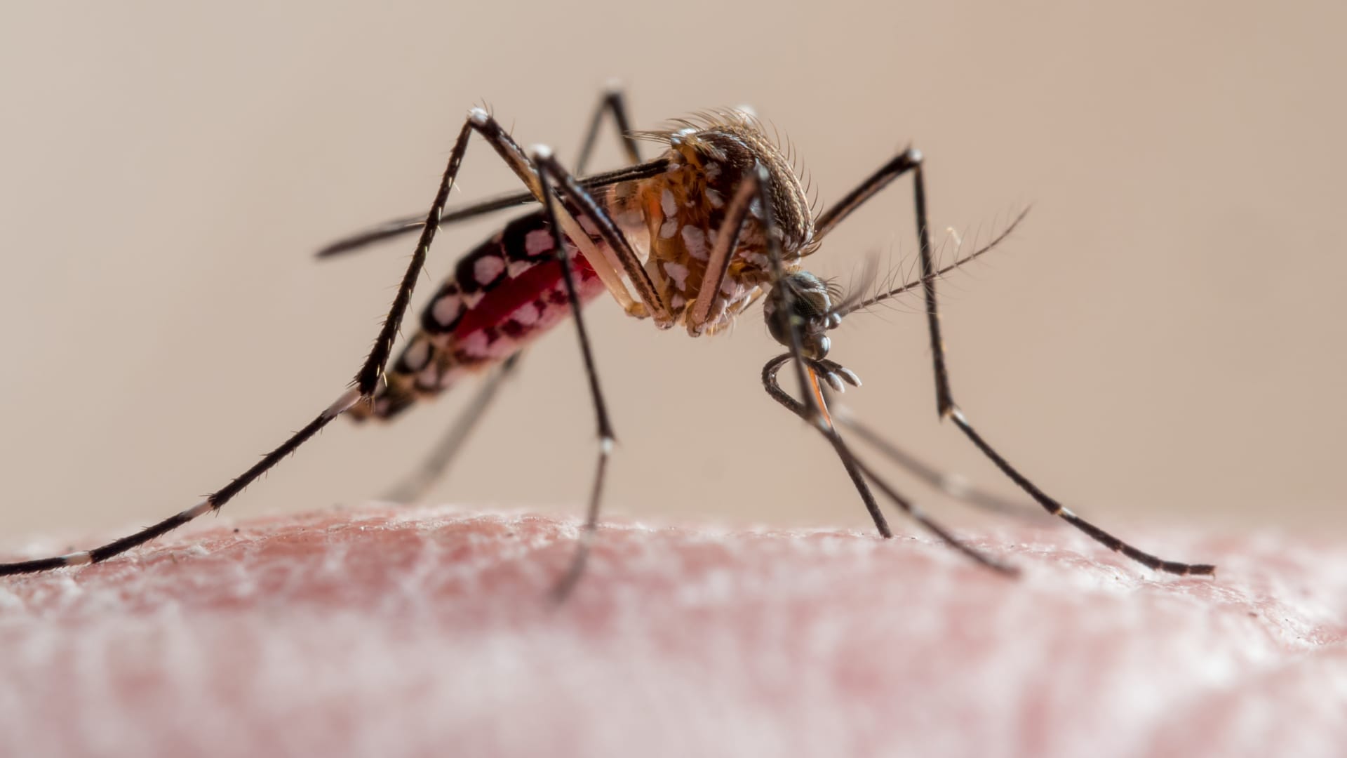 CDC issues dengue fever alert in the U.S.