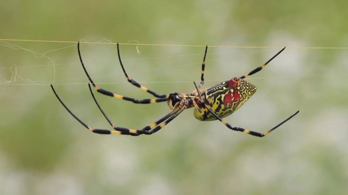 Spiders as big as a human palm spreading in parts of U.S.