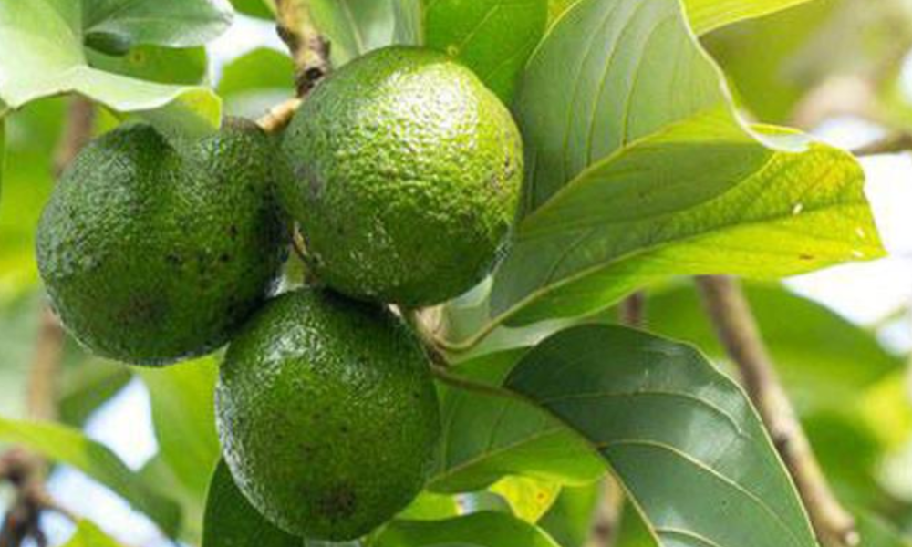 3 Diseases That Can Be Cured Using Avocado Leaves.